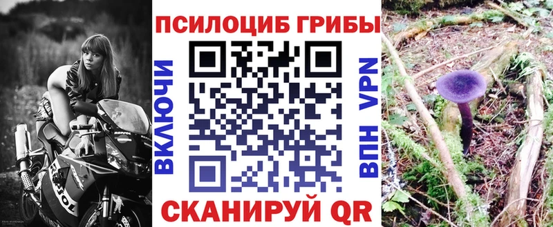 купить   Калтан  Галлюциногенные грибы Cubensis 